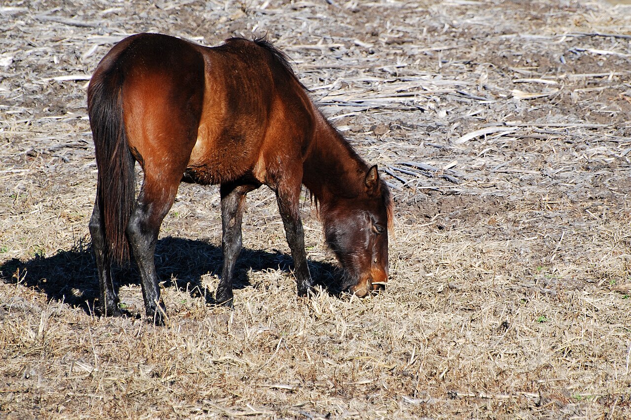A Florida Cracker Horse grazing at Paynes Prairie Preserve State Park