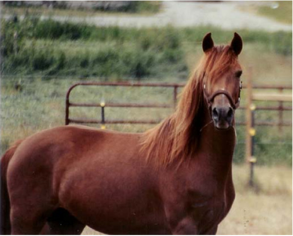 A chestnut Morgan horse with a silver-toned mane