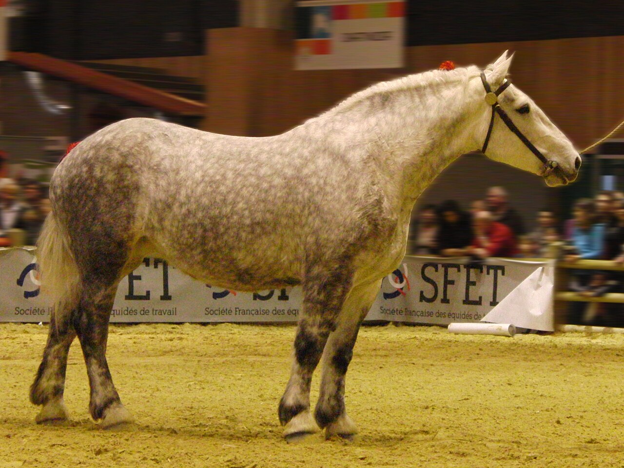 A grey Percheron at the 2014 International Agricultural Show in Paris