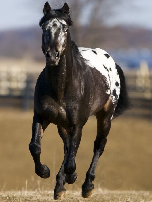 A spotted Appaloosa stallion standing for a show photograph