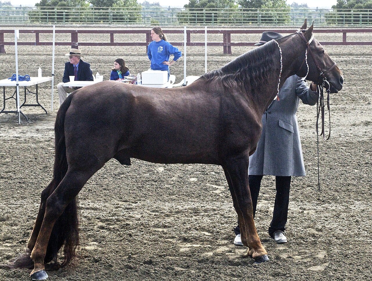 A Tennessee Walking Horse standing outdoors