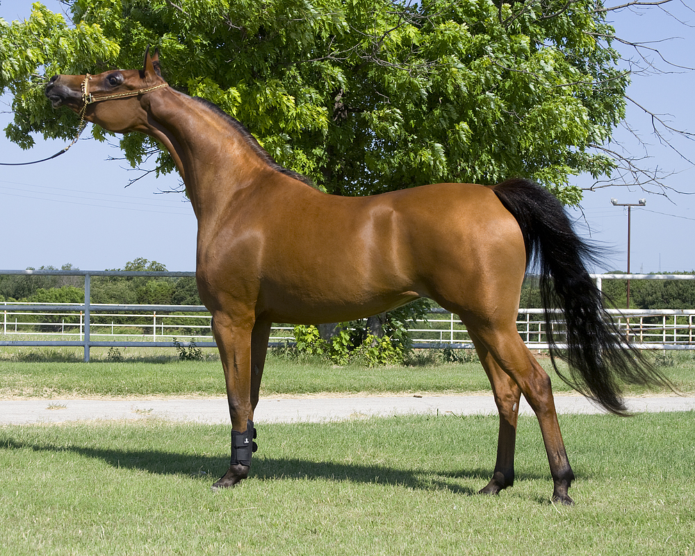A grey Arabian mare posed in a show halter