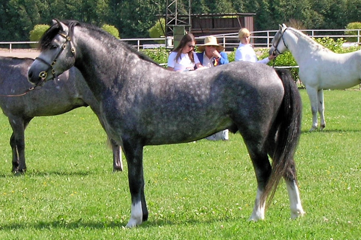 A three-year-old Welsh Section B pony at a pony show in Finland