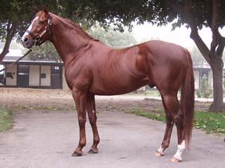 A dark bay Thoroughbred stallion standing in a paddock