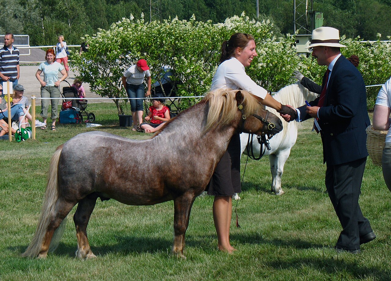 A strawberry roan Shetland Pony stallion with a flaxen mane