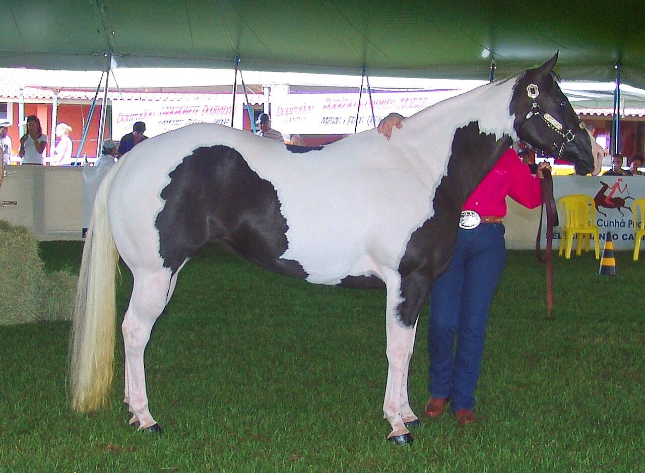A brown-and-white American Paint Horse in a field
