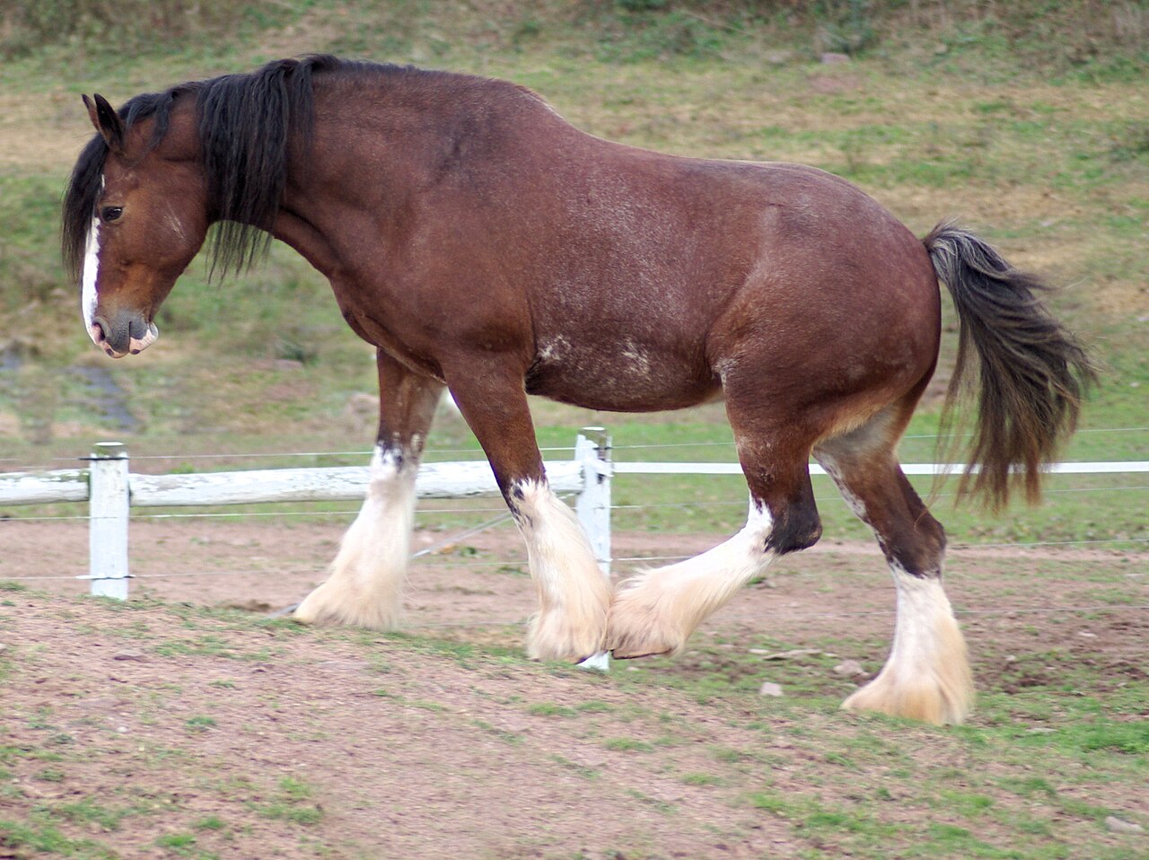 A bay Clydesdale with a white blaze and feathered legs