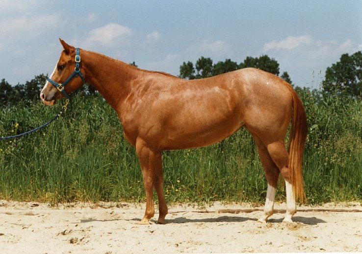 A red roan American Quarter Horse standing in profile on grass